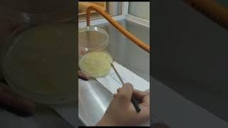 Gram staining method @Microbesunivers useful for beginners .