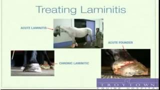 Laminitis in Horses Seminar by Equine Vet - Part 3-2