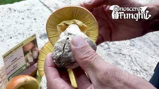 Conoscere i Funghi Amanita caesarea  COMMESTIBILE 