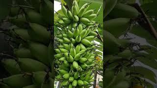 Banana alias pisang 40 hari