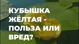 Кубышка жёлтая - польза или вред для человека?  Захар Травник