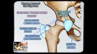 Bursae Around The Hip Area - Everything You Need To Know - Dr. Nabil Ebraheim