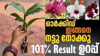 Dendrobium seedlings poting & caring correct method  Dendrobium combo offer 