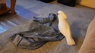 Playful Cockatoo On A Football Sunday