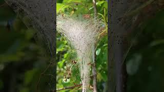 Spiders Nest 100s of eggs ️️️️ wowsers #zoo  #scary #spiders #web
