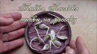 Тыква семена.  Посадка тыквы на рассаду.