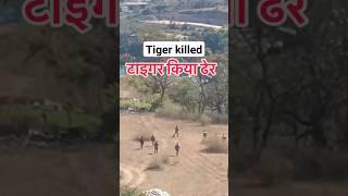 Man eater Tiger Killed by Forest Department  Joju Wildjunket #shorts #tiger #joju_wildjunket