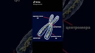 Хромосомы и хроматин Готовимся к ЕГЭ 2021 Биология Химия
