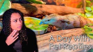 A Day In The Life of a Reptile Keeper  Daily Reptile Routine
