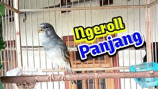 kenari gacor ngeroll panjang untuk pancingan kenari paud belajar bunyi