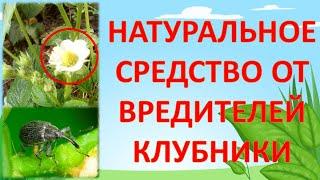 Средство от долгоносика и от клещей на клубнике во время цветения  плодоношения  Земляника клубника