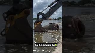 Red Tide kills 700lb Goliath Grouper