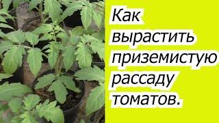 Как вырастить крепкую и толстую рассаду помидор?