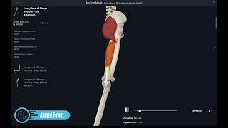 عضلات الفخذ - الناحية الخلفية