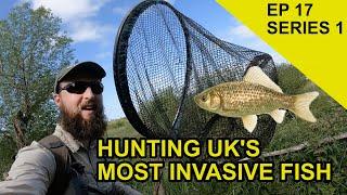 Most Invasive Fish in UK Chasing Scales Species Hunt  EPISODE 17