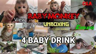 4 baby monkeys drink monkeys milk