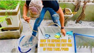 Easy Way  PRACTICAL How to Easily Siphon your Fish Tank to remove Sedimented Dirty or Baby Fish.