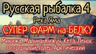 РР4. река Яма. СУПЕР ФАРМ на Белку Мальма Кижуч Микижа Кета Ленок Острорылый Голец и Кунджа.