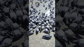 pigeon feeding