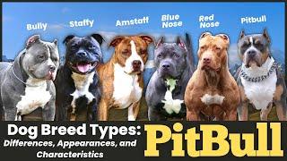 Pitbull Dog Breed Types Differences Appearances and Characteristics