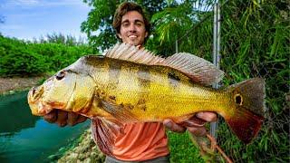 Catching PEACOCK BASS in Florida  Peacock Bass Fishing 4K