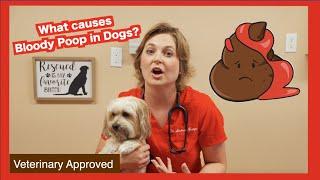 What causes Bloody Poop in Dogs?  Veterinary approved