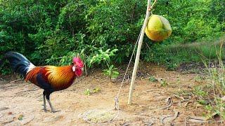 Simple Unique Wild Chicken Trap Using Coconut & Wood - Easy Make A Wild Chicken Trap