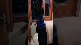 Cute dog waits at window for owner#German Shepherd#Dog lover#pure heart#Shorts#viral @Mnfamily_vlogs