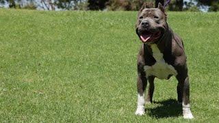 DIESEL DOGS - SOME OF THE FINEST XL PITBULLS YOULL SEE