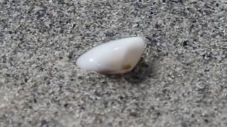 A tiny clam digging into the sand on the beach