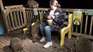 Angie looked after the raccoons for me