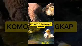 KOMODO TANGKAP BEBEK #komodo #wildlife #monitorlizard #ntt #labuanbajontt