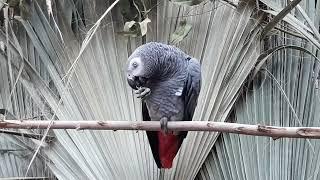 parrot sounds for pet parrot - african grey parrot sounds in the wild