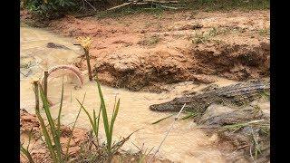 Creative  Men Makes Crocodile Trap Using Buckets  - How To Make Crocodile Trap Work 100%