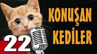 Konuşan Kediler 22 - En Komik Kedi Videoları