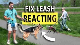 FIX Any Leash Reactive Dog