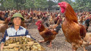 165 days Start a business with a free-range chicken farming model.