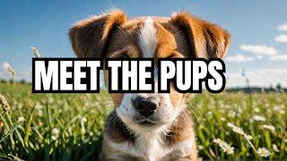 Cutest Puppies Playing and Barking - Funny Dogs Videos #adorablechaos