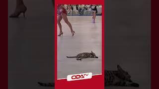 Dans gösterisine damgasını vuran hamile kedi viral oldu  #shorts
