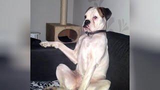 Best FUNNY & CUTE DOG reactions to TVs - You will LAUGH FOR SURE
