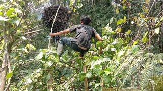 ternyata si penguasa langit bersarang di pohon ini SARANG BURUNG ELANG HITAM