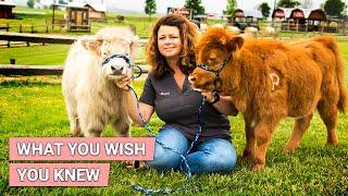 MINI COW -Things You MUST Know Before Adopting  Mini Cow As Pet