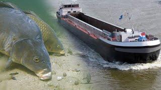 Canal fishing with underwater cameras How Do Carp React To Big Boats?