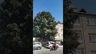 The giant horse chestnut tree is higher than a three-story apartment. Video form lstanbul.