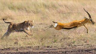 Lion hunting and eating a huge Gazelle  Group of lioness in Serengeti national park in Tanzania