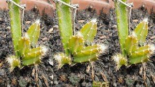 How to take care of dragon fruit seedlings  dragon fruit tree care