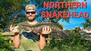 FINALLY Catching the Pennsylvania Northern Snakehead MONSTER SNAKEHEAD