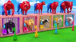 Spiderman with Cow Elephant Lion Gorilla Guess The Right Key ESCAPE ROOM CHALLENGE Animals Cage Game