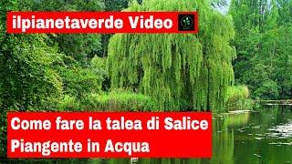 Come fare la talea di Salice Piangente in acqua  Salix Babilonica 