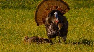 Turkey Breeding Behavior Watch a Gobbler Breed a Hen